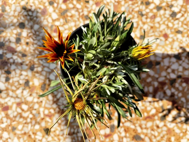 Sol the gazania in the evening, petals partially closed as she settles in for the night