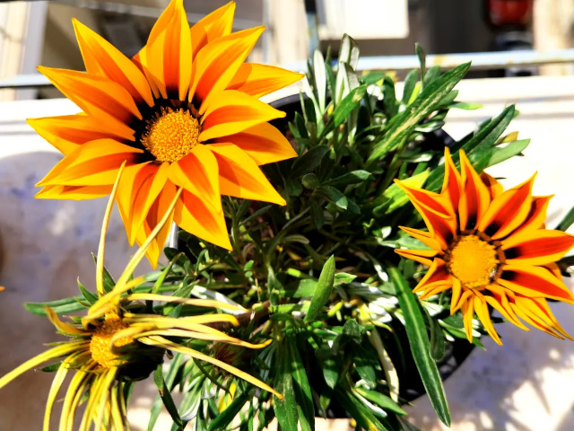 Sol the gazania in full bloom under greek midday sun, orange petals reaching outward like small flames